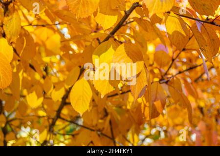 Sfondo autunnale di foglie gialle. Tempo soleggiato. Messa a fuoco selettiva. Foto Stock