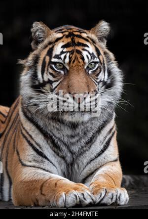 Donna Sumatran Tiger, guardando verso la fotocamera Foto Stock