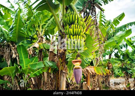 Due mazzi di banane che crescono su un albero sul plontaggio dell'isola di Mauritius. Foto Stock