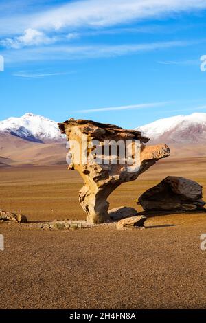 L'albero di pietra situato ad un'altitudine di circa 4.500 metri sul livello del mare, nel deserto arido con uno sfondo di vulcani sormontati dalla neve. Foto Stock