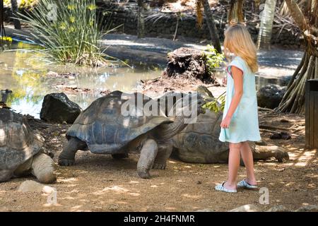 Divertimento per tutta la famiglia a Mauritius. Una ragazza nutre una tartaruga gigante allo zoo dell'isola di Mauritius. Foto Stock