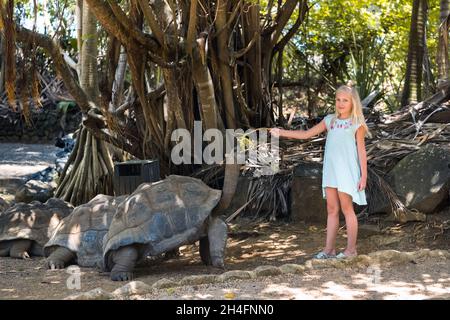 Divertimento per tutta la famiglia a Mauritius. Una ragazza nutre una tartaruga gigante allo zoo dell'isola di Mauritius. Foto Stock