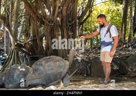 Divertimento per tutta la famiglia a Mauritius. Turista che alimenta una tartaruga gigante allo zoo dell'isola di Mauritius Foto Stock