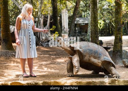 Divertimento per tutta la famiglia a Mauritius. Una ragazza nutre una tartaruga gigante allo zoo di Mauritius. Foto Stock