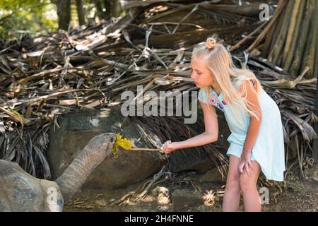 Divertimento per tutta la famiglia a Mauritius. Una ragazza nutre una tartaruga gigante allo zoo dell'isola di Mauritius. Foto Stock