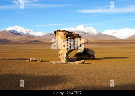 L'albero di pietra situato ad un'altitudine di circa 4.500 metri sul livello del mare, nel deserto arido con uno sfondo di vulcani sormontati dalla neve. Foto Stock