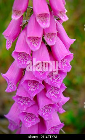 Single Wild Foxglove in Differential Focus a Tipperary, Irlanda Foto Stock