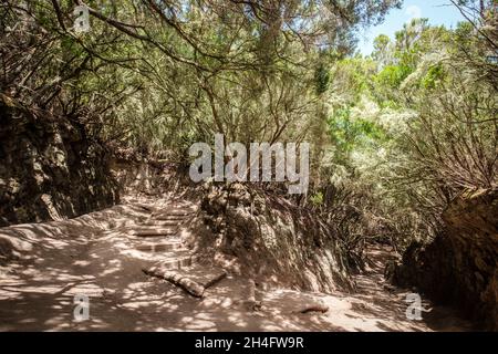 Percorso escursionistico in paesaggio forestale - passaggio attraverso gli alberi di alloro, Anaga Montagne, Tenerife, Isole Canarie Foto Stock