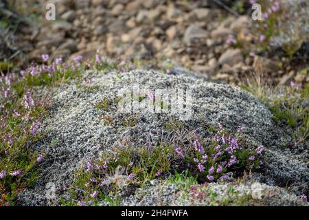 Licheni colorati e muschio che crescono sulle rocce in Islanda Foto Stock