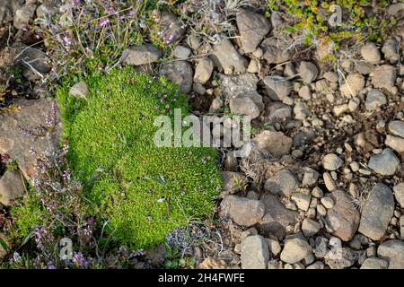 Licheni colorati e muschio che crescono sulle rocce a nord dell'Islanda Foto Stock