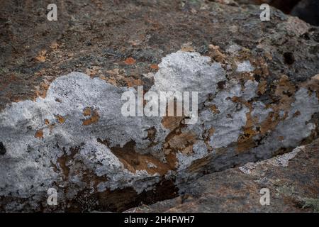 Lichen colorato che cresce su una roccia in Islanda Foto Stock