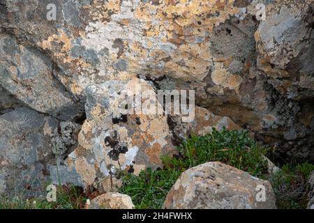 Lichen colorato che cresce su una roccia nord Islanda Foto Stock