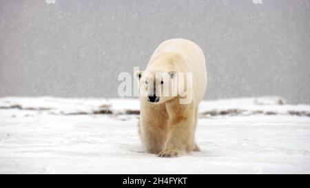 primo piano di un orso polare adulto che cammina nella neve in una giornata nevosa con cielo nuvoloso sullo sfondo. Simbolo del cambiamento climatico. Foto Stock