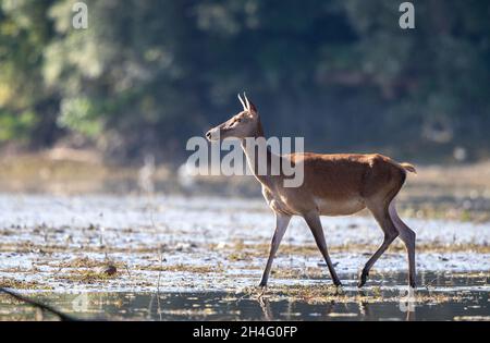 Cotenna (cervo rosso femminile) in piedi in acque poco profonde nella foresta. Fauna selvatica in habitat naturale Foto Stock