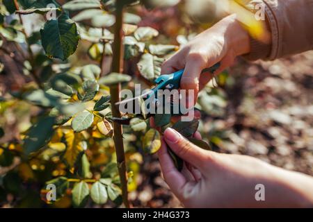 Il giardiniere taglia le foglie di rosa fuori con la potatrice per preparare il cespuglio per l'inverno. Lavori in giardino d'autunno. Prendersi cura di piante Foto Stock