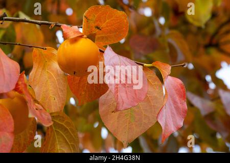 ramo di persimmon con grande frutta in autunno Foto Stock