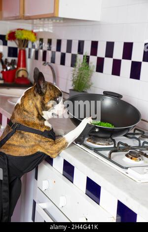 Fotografia umoristica , cani che agiscono come esseri umani . Boston Terrier in una cena di cucina grembiule nero su una stufa a gas Foto Stock