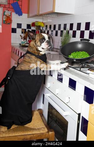 Fotografia umoristica , cani che agiscono come esseri umani . Boston Terrier in una cena di cucina grembiule nero su una stufa a gas Foto Stock