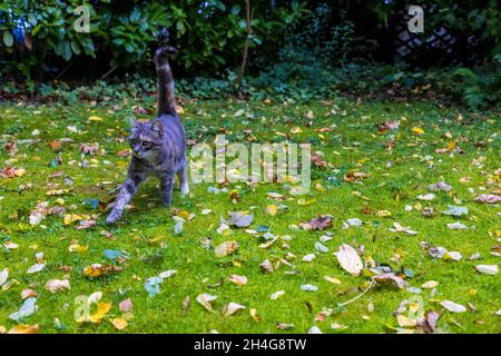 Un gatto carino su un prato con foglie autunnali cadute Foto Stock