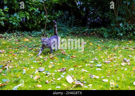 Gatto carino su un prato con foglie autunno cadute Foto Stock