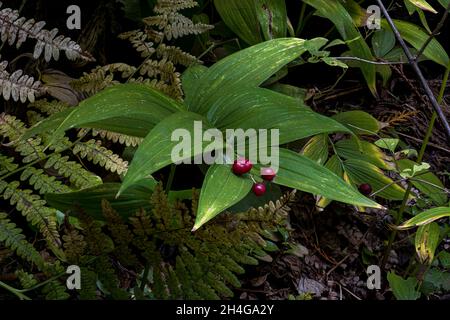 Treacleberry o Feathery False Lily of the Valley (Maianthemum racemosum) Foto Stock