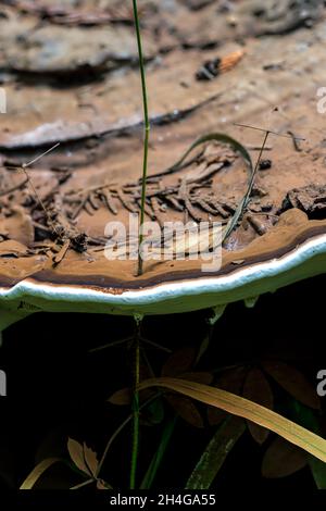 Corpo fruttato di un Fungo di Ganoderma che cresce intorno ad un'erba spara Foto Stock