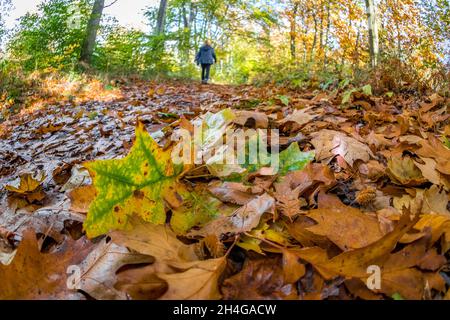 Persona che cammina su un ponte attraverso un bosco tipico nella foresta di Sherwood di alberi decidui. Foto Stock