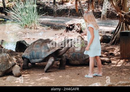 Divertimento per tutta la famiglia a Mauritius. Una ragazza nutre una tartaruga gigante allo zoo dell'isola di Mauritius Foto Stock