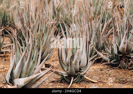 Piantagione di aloe vera-molte piante verdi sull'isola di Tenerife, Isole Canarie, Spagna Foto Stock