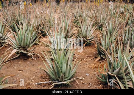 Piantagione di aloe vera-molte piante verdi sull'isola di Tenerife, Isole Canarie, Spagna Foto Stock