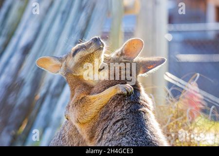 Primo piano di due carini Wallaby che abbraccia l'Oklahoma Foto Stock