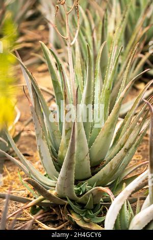 Piantagione di aloe vera-molte piante verdi sull'isola di Tenerife, Isole Canarie, Spagna Foto Stock