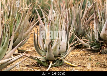 Piantagione di aloe vera-molte piante verdi sull'isola di Tenerife, Isole Canarie, Spagna Foto Stock