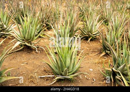 Piantagione di aloe vera-molte piante verdi sull'isola di Tenerife, Isole Canarie, Spagna Foto Stock