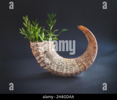 vero corno animale con fiori come in una pentola di fiori su sfondo nero Foto Stock