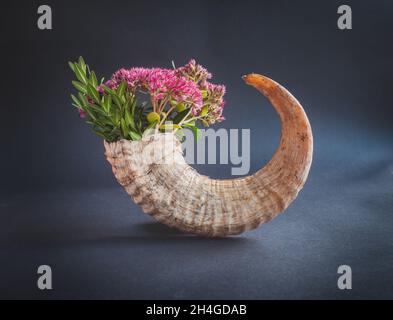 vero corno animale con fiori come in una pentola di fiori su sfondo nero Foto Stock