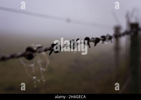 Fuoco selettivo dei nodi metallici bagnati del filo metallico con gocce d'acqua con sfondo sfocato Foto Stock