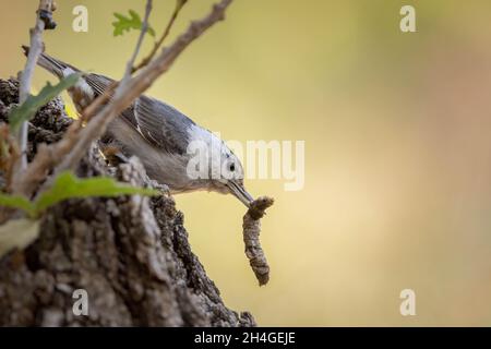 Nuthatch alla brace bianca, canyon d'acqua, monti Magdalena, New Mexico, USA. Foto Stock