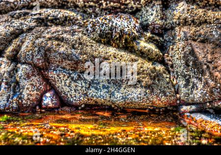 I granai esposti su una roccia a bassa marea vicino a piscine di acqua salata Foto Stock