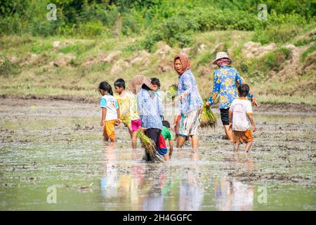 An Giang 21 settembre 2019. Gli agricoltori vietnamiti piantano riso sul campo. Foto Stock