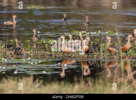 Anatra fischiante minore. L'anatra fischiante minore, conosciuta anche come anatra fischiante indiana anatra fischiante che si forma nel subcontinente indiano. Foto Stock