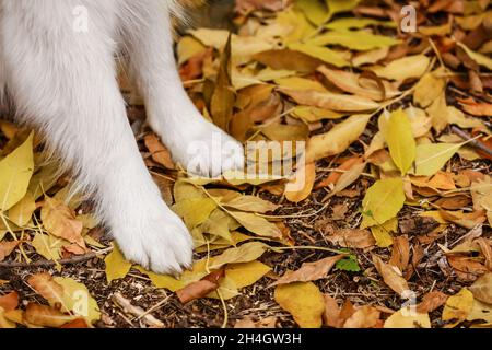 Zampe di cane bianco Samoyed su foglie cadute in autunno parco, primo piano Foto Stock