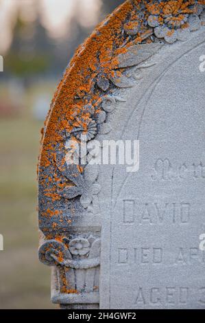 Dettaglio di fiori intagliati e licheni arancioni su una vecchia lapide nel cimitero Union, un cimitero storico fondato nel 1890. Foto Stock