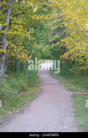 Attraversa la foresta nel Fish Creek Provincial Park, con le foglie che passano dal verde al giallo alla fine dell'estate. (Pioppo di Aspen e Balsam tremanti) Foto Stock