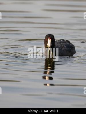 American Coot nutrire su vegetazione acquatica in stagno. Fulica americana Foto Stock