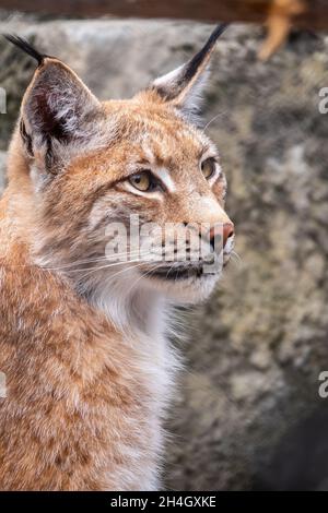Ritratto del primo piano della lynx eurasiatica. La lynx eurasiatica, lat. Lynx lynx, è un gatto selvatico di medie dimensioni che si trova dall'Europa all'Asia centrale e Siberi Foto Stock