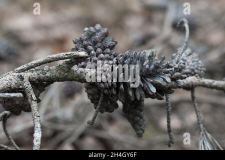 coni di pino essiccato su albero morto closeup ramo fuoco selettivo Foto Stock