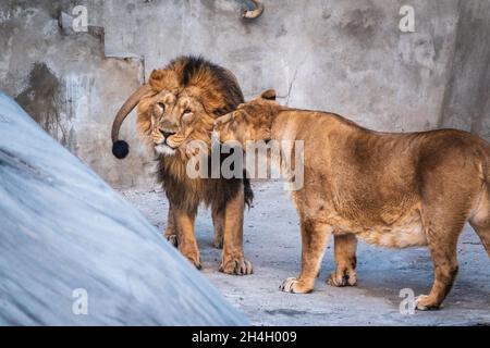 Un paio di leoni asiatici, lat. Pantera leo persica. Un maschio e una femmina. Bellezza selvaggia del gatto più grande Foto Stock
