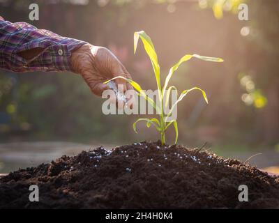 Agricoltori anziani che applicano fertilizzante cibo vegetale al suolo per orto e giardino di fiori. Concimazione di piantine in giardino biologico. Foto Stock