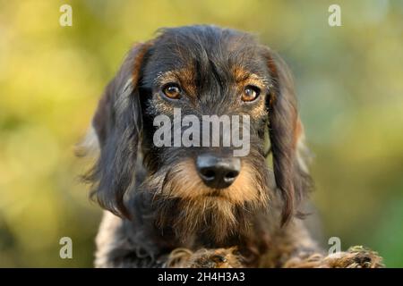 Dachshund (Canis lupus familiaris), cucciolo, maschio, 5 mesi, ritratto, Baden-Wuerttemberg, Germania Foto Stock